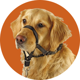 Pet Supplies